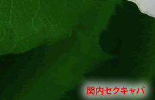 �֓��Z�N�L���o�S���҂̙ꂫ�摜